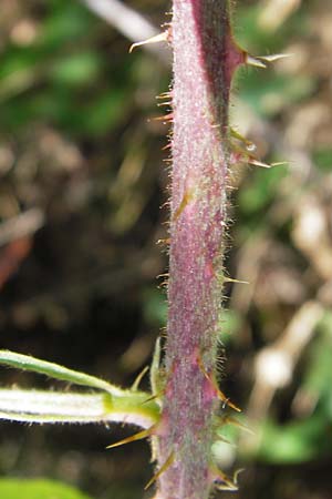 Rubus cuspidatus \ Zugespitzte Haselblatt-Brombeere, D Odenwald, Ober-Liebersbach 28.8.2013