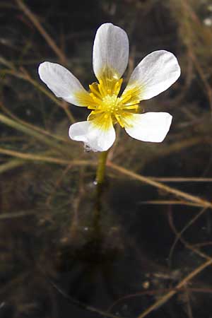 Ranunculus circinatus ? \ Spreizender Wasser-Hahnenfu / Fan-Leaved Water Crowfoot, D Gimbsheim 23.6.2014