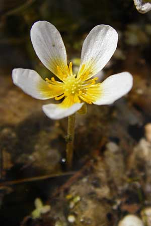 Ranunculus circinatus ? \ Spreizender Wasser-Hahnenfu, D Gimbsheim 23.6.2014