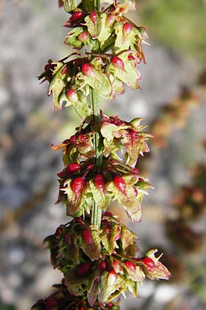 Rumex conglomeratus \ Knuelbltiger Ampfer / Whorled Dock, D Worms 1.7.2014
