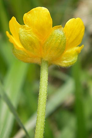 Ranunculus danubius \ Donau-Gold-Hahnenfu / Danube Goldilocks, D Günzburg 8.5.2010