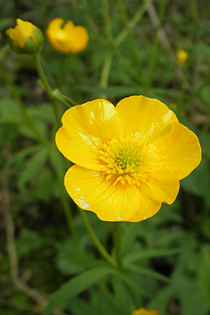 Ranunculus danubius \ Donau-Gold-Hahnenfu / Danube Goldilocks, D Günzburg 8.5.2010