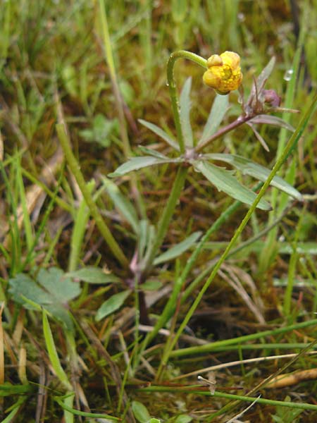 Ranunculus doerrii \ Drrs Hahnenfu / Doerr's Goldilocks, D Perchting 3.5.2014