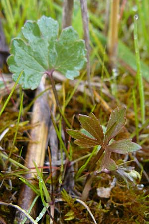 Ranunculus doerrii \ Drrs Hahnenfu / Doerr's Goldilocks, D Perchting 3.5.2014