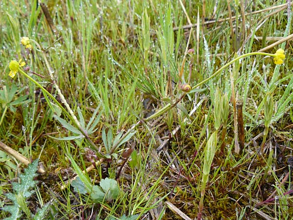 Ranunculus doerrii \ Drrs Hahnenfu / Doerr's Goldilocks, D Perchting 3.5.2014