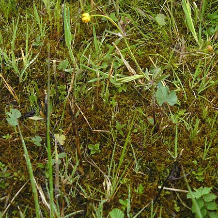 Ranunculus doerrii \ Drrs Hahnenfu / Doerr's Goldilocks, D Perchting 3.5.2014