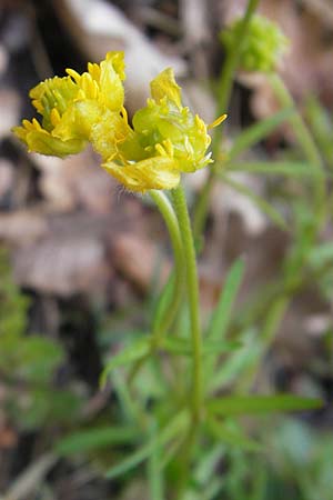 Ranunculus excisus \ Ausgeschnittener Gold-Hahnenfu / Excised Goldilocks, D Donnersberg 26.4.2012
