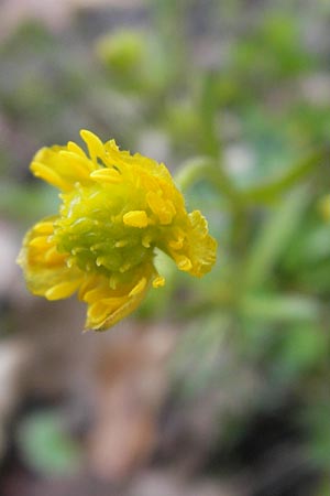 Ranunculus excisus \ Ausgeschnittener Gold-Hahnenfu, D Donnersberg 26.4.2012