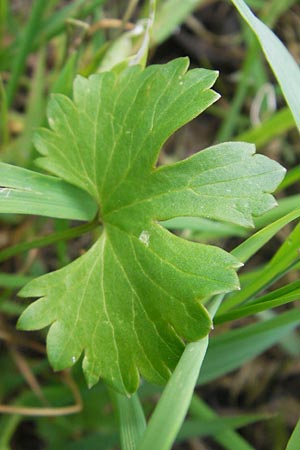 Ranunculus dactylophyllus / Finger-Leaved Goldilocks, D Wenzenbach 6.5.2012