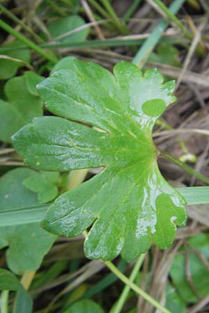 Ranunculus dactylophyllus / Finger-Leaved Goldilocks, D Wenzenbach 6.5.2012