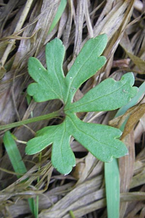 Ranunculus dactylophyllus \ Fingerblttriger Gold-Hahnenfu / Finger-Leaved Goldilocks, D Wenzenbach 6.5.2012
