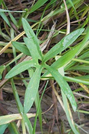 Ranunculus dactylophyllus \ Fingerblttriger Gold-Hahnenfu / Finger-Leaved Goldilocks, D Wenzenbach 6.5.2012