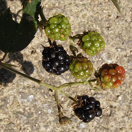 Rubus procerus \ Robuste Brombeere, D Odenwald, Ober-Liebersbach 28.8.2013