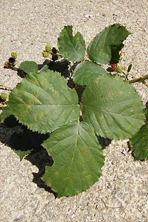 Rubus procerus \ Robuste Brombeere, D Odenwald, Ober-Liebersbach 28.8.2013