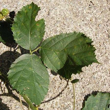 Rubus procerus \ Robuste Brombeere, D Odenwald, Ober-Liebersbach 28.8.2013