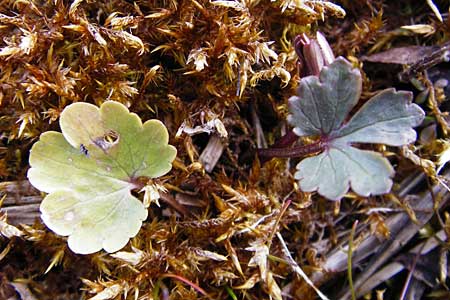 Ranunculus doerrii \ Drrs Hahnenfu / Doerr's Goldilocks, D Perchting 31.3.2014