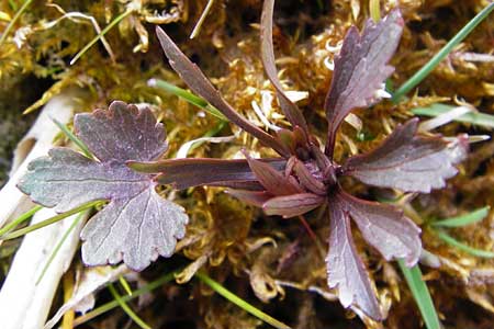 Ranunculus doerrii \ Drrs Hahnenfu / Doerr's Goldilocks, D Perchting 31.3.2014