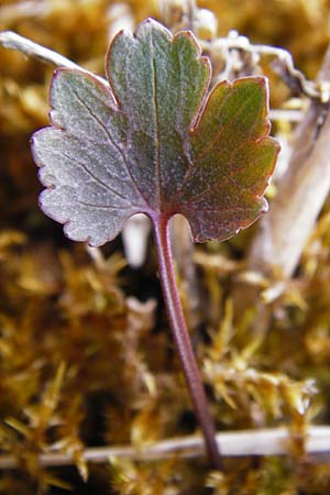 Ranunculus doerrii \ Drrs Hahnenfu / Doerr's Goldilocks, D Perchting 31.3.2014