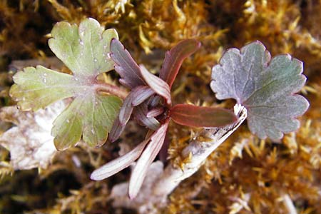 Ranunculus doerrii \ Drrs Hahnenfu / Doerr's Goldilocks, D Perchting 31.3.2014