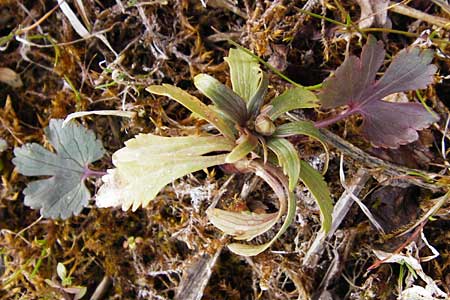 Ranunculus doerrii \ Drrs Hahnenfu / Doerr's Goldilocks, D Perchting 31.3.2014