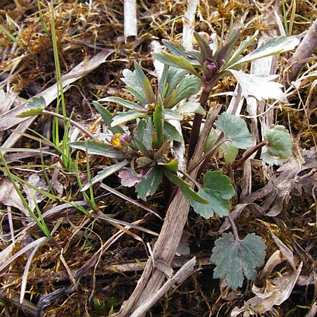 Ranunculus doerrii \ Drrs Hahnenfu, D Perchting 31.3.2014