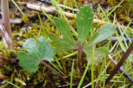 Ranunculus doerrii \ Drrs Hahnenfu / Doerr's Goldilocks, D Perchting 3.5.2014