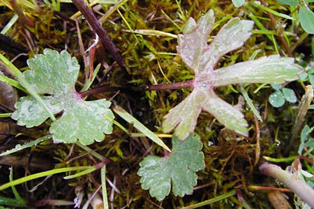 Ranunculus doerrii \ Drrs Hahnenfu / Doerr's Goldilocks, D Perchting 3.5.2014