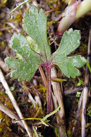 Ranunculus doerrii \ Drrs Hahnenfu / Doerr's Goldilocks, D Perchting 3.5.2014