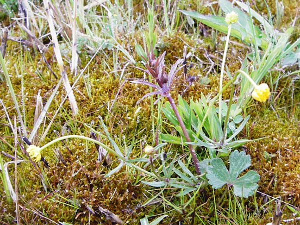 Ranunculus doerrii \ Drrs Hahnenfu, D Perchting 3.5.2014