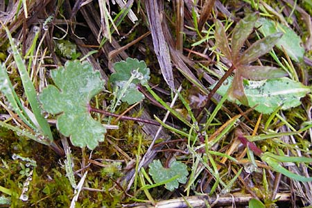 Ranunculus doerrii \ Drrs Hahnenfu / Doerr's Goldilocks, D Perchting 3.5.2014