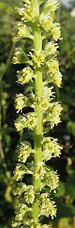 Reseda luteola \ Frber-Resede, Gelber Wau / Weld, D Ladenburg 21.6.2006