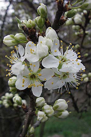 Prunus domestica subsp. italica / Greengage, D Pforzheim 7.4.2007