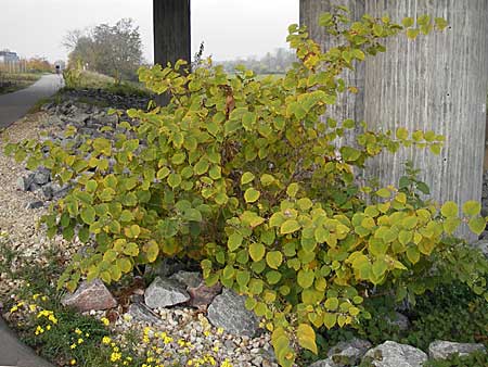 Fallopia japonica / Japanese Knodweed, D Mannheim 8.11.2008