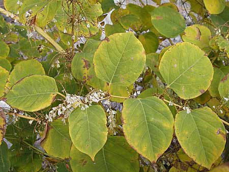 Fallopia japonica / Japanese Knodweed, D Mannheim 8.11.2008