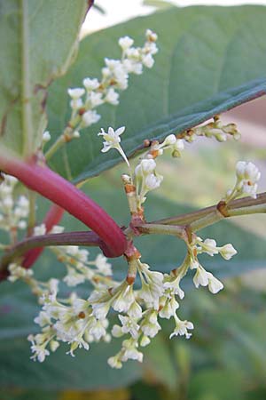 Fallopia japonica / Japanese Knodweed, D Mannheim 8.11.2008