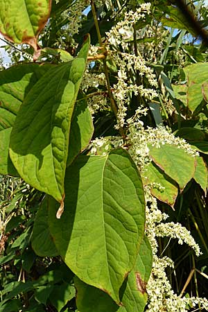 Fallopia x bohemica \ Hybrid-Stauden-Knterich / Hybrid Knodweed, D Heidelberg 14.9.2008