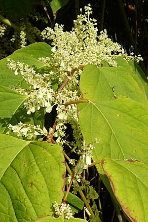 Fallopia x bohemica \ Hybrid-Stauden-Knterich, D Heidelberg 14.9.2008