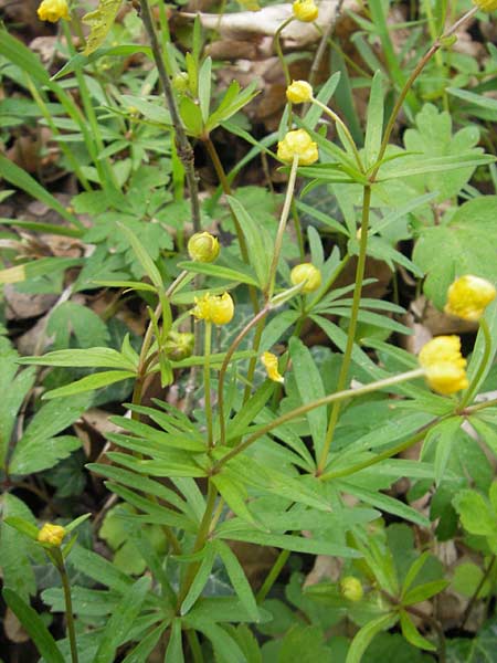 Ranunculus excisus \ Ausgeschnittener Gold-Hahnenfu / Excised Goldilocks, D Donnersberg 26.4.2012