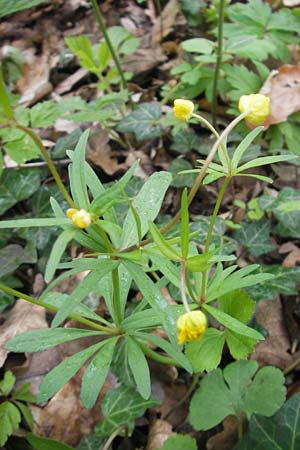 Ranunculus excisus \ Ausgeschnittener Gold-Hahnenfu / Excised Goldilocks, D Donnersberg 26.4.2012