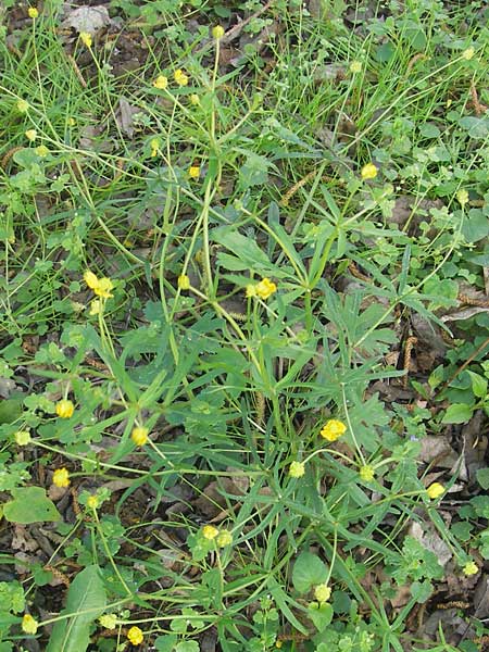 Ranunculus excisus \ Ausgeschnittener Gold-Hahnenfu / Excised Goldilocks, D Donnersberg 3.5.2012