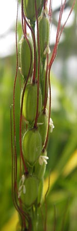 Oryza sativa / Rice, D Botan. Gar.  Universit.  Heidelberg 9.9.2012