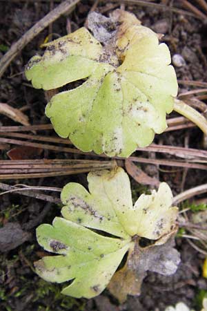 Ranunculus pseudopimus \ Unechter Stattlicher Gold-Hahnenfu, D Thüringen Weimar, Neuer Friedhof 6.5.2013