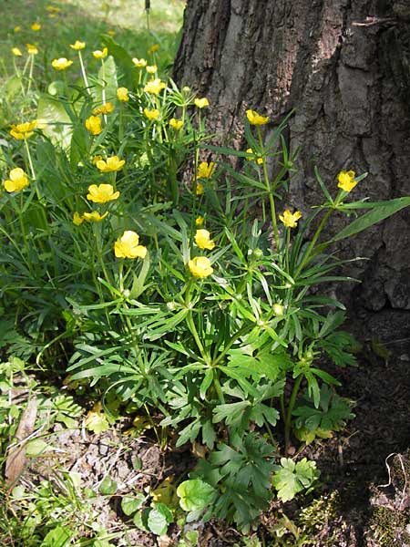 Ranunculus abstrusus \ Sonderbarer Gold-Hahnenfu / Peculiar Goldilocks, D Thüringen Weimar, Neuer Friedhof 6.5.2013