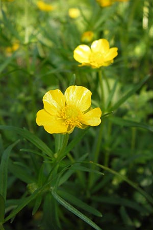 Ranunculus abstrusus \ Sonderbarer Gold-Hahnenfu / Peculiar Goldilocks, D Thüringen Weimar, Neuer Friedhof 6.5.2013