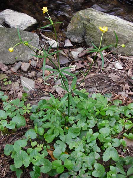 Ranunculus excisus \ Ausgeschnittener Gold-Hahnenfu / Excised Goldilocks, D Klotten 12.4.2014