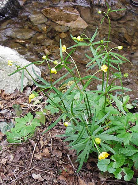 Ranunculus excisus \ Ausgeschnittener Gold-Hahnenfu / Excised Goldilocks, D Klotten 12.4.2014