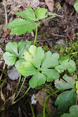 Ranunculus excisus \ Ausgeschnittener Gold-Hahnenfu / Excised Goldilocks, D Klotten 12.4.2014