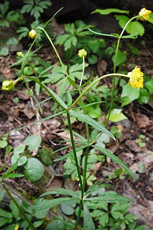 Ranunculus excisus \ Ausgeschnittener Gold-Hahnenfu / Excised Goldilocks, D Klotten 12.4.2014