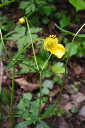 Ranunculus excisus \ Ausgeschnittener Gold-Hahnenfu / Excised Goldilocks, D Klotten 12.4.2014