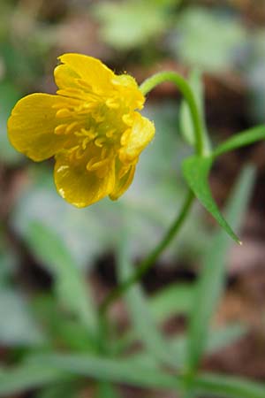 Ranunculus excisus \ Ausgeschnittener Gold-Hahnenfu / Excised Goldilocks, D Klotten 12.4.2014